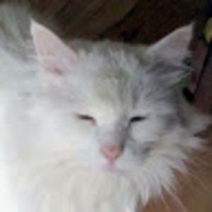 Meet your Posher, Cornelia